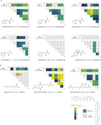 Biosynthesis of novel non-proteinogenic amino acids β-hydroxyenduracididine and β-methylphenylalanine in Escherichia coli